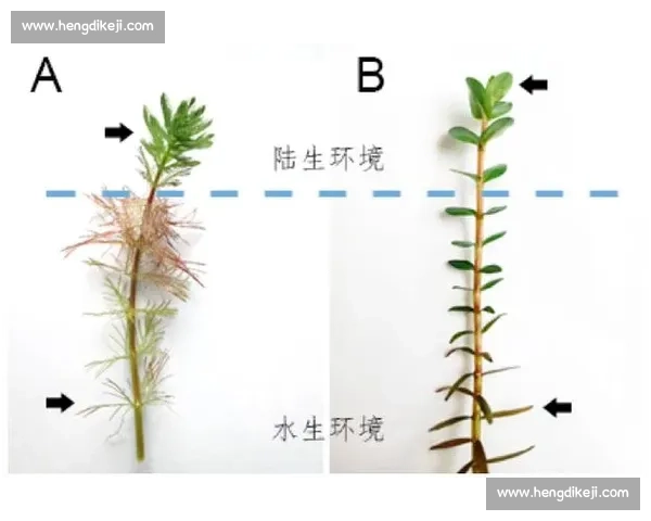 基于训练频率的优化策略探讨及其对运动表现提升的影响分析
